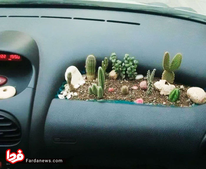 باغچه کاکتوس در خودرو ۲۰۶+عکس