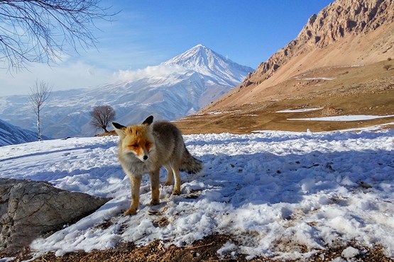 روباه در دشت آزو آمل +عکس