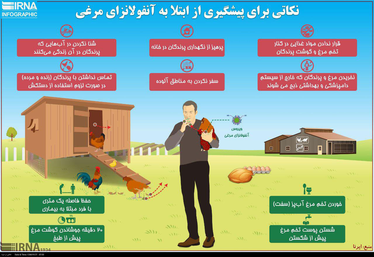 نکاتی برای پیشگیری از ابتلا به آنفولانزای مرغی