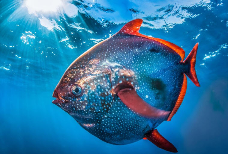 نخستین ماهی خون‌گرم دنیا کشف شد: