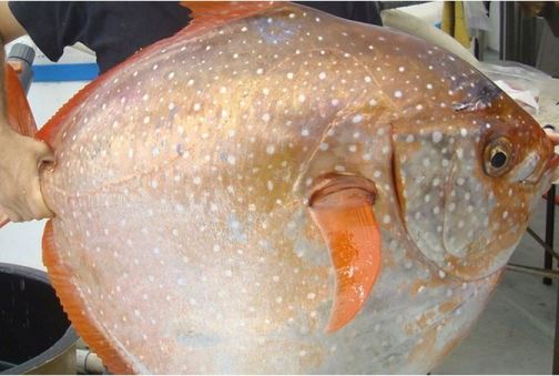نخستین ماهی خون‌گرم دنیا کشف شد: