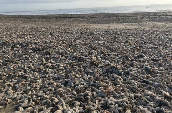 تجمع هزاران ستاره دریایی مرده در ساحل انگلیس +عکس