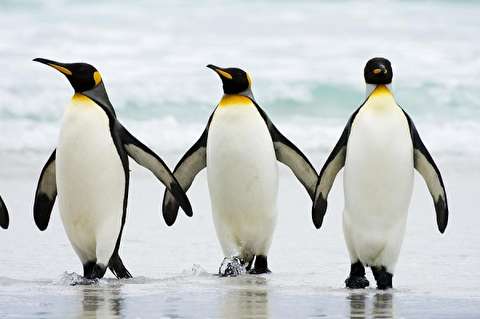 خوددرگیری‌های خنده‌دار پنگوئن‌ها