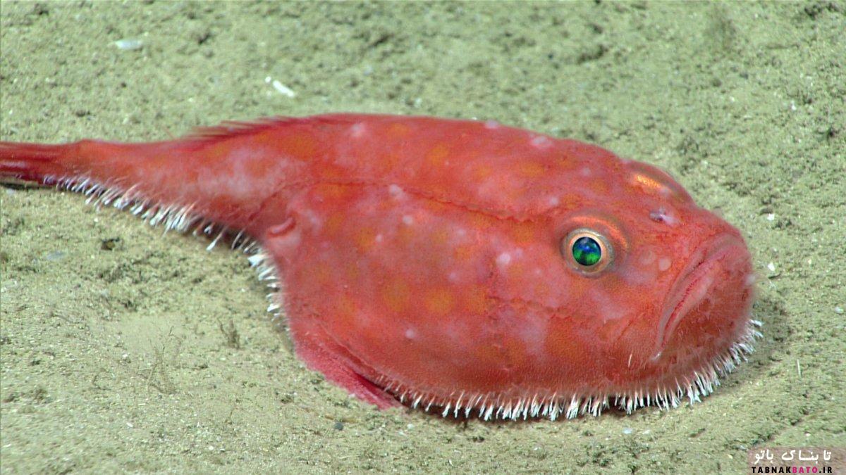 موجودات عجیب در عمیق‌ترین نقاط خلیج مکزیک