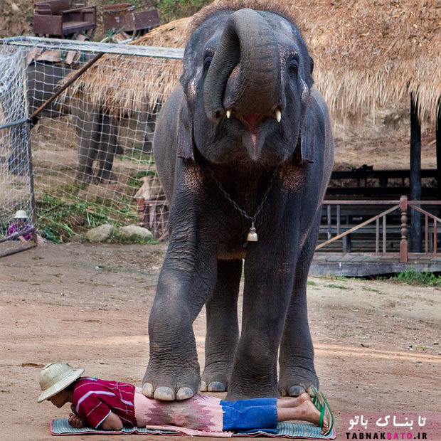 پشت پرده ماساژ فیل‌ ها در تایلند