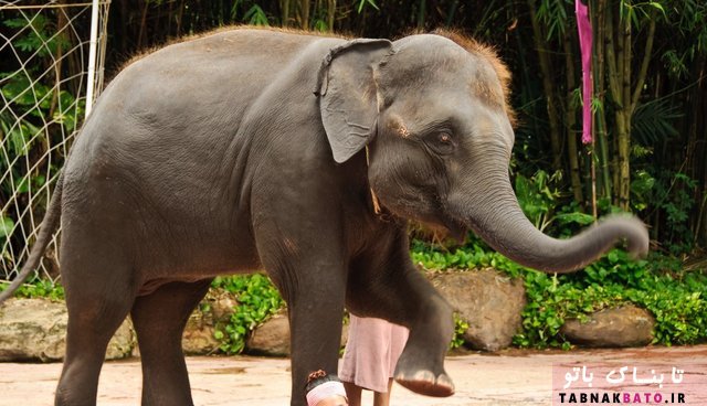 پشت پرده ماساژ فیل ها در تایلند