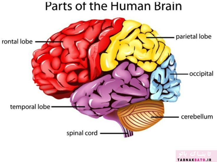 مغز انسان معیوب است