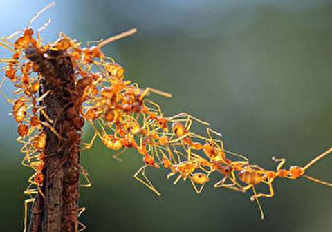 همکاری خیره‌کننده مورچه‌ها