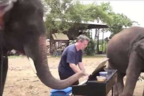 واکنش جالب فیل هنگام نواختن موسیقی