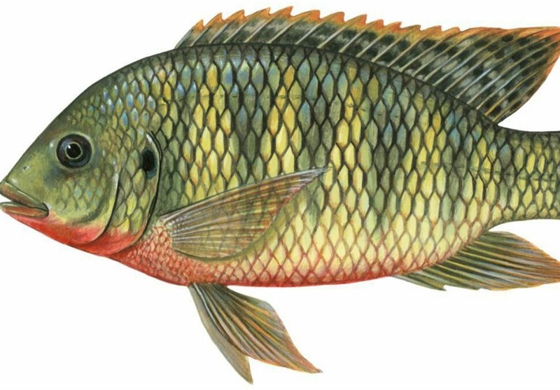 مصرف ماهی تیلاپیلا چه مضراتی دارد؟