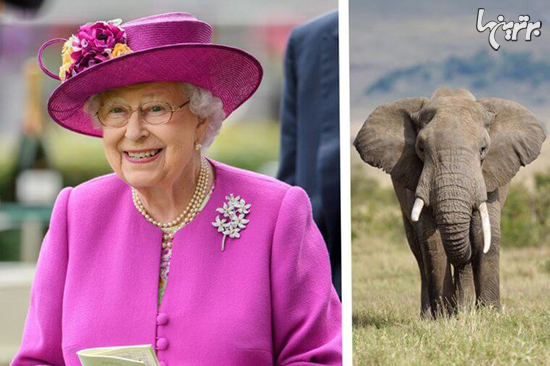 حیوانات عجیبی که به ملکه الیزابت هدیه داده شده +عکس