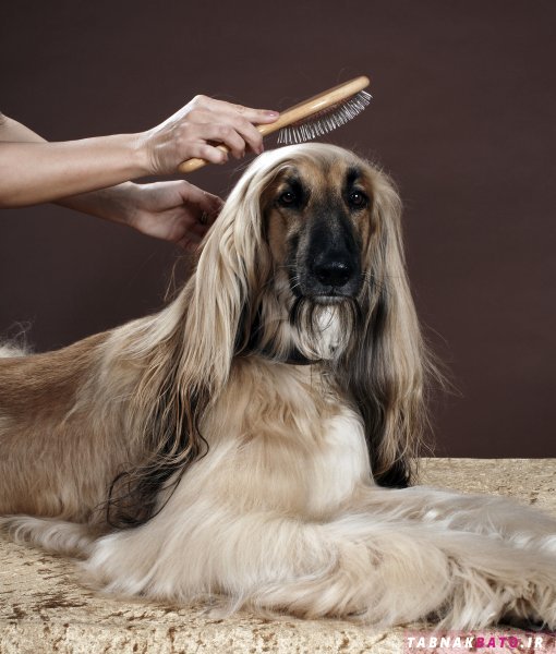 زیباترین سگ های دنیا با موهای بلند ابریشمی