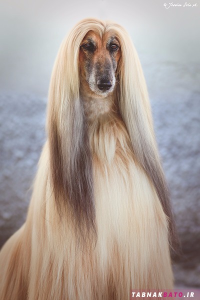 زیباترین سگ های دنیا با موهای بلند ابریشمی