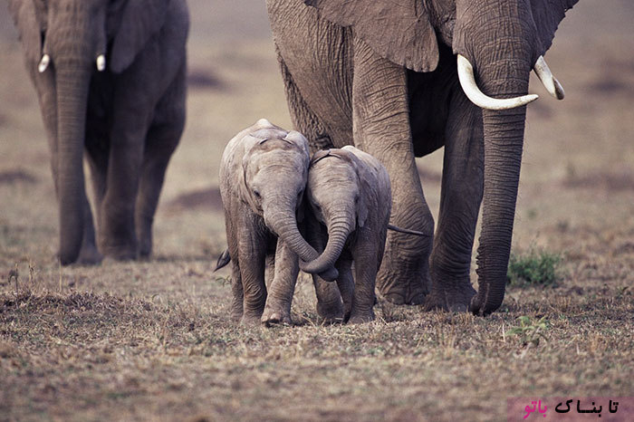 این بچه فیل ها شما را به خنده می اندازند