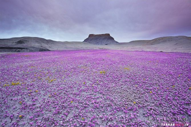 رویش شگفت انگیز گلهای زیبا در خشک ترین بیابان جهان