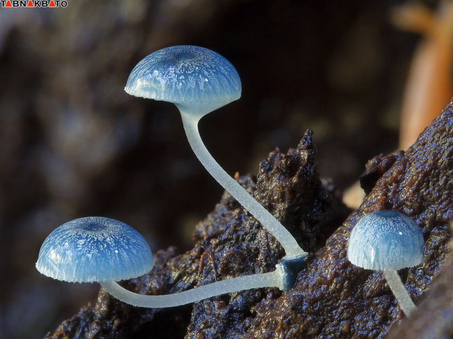 قارچ های پر رمز و راز استرالیا