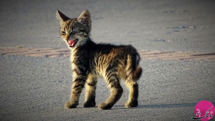 تصاویر جالب از گربه های عصبانی