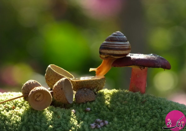 تصاویری زیبا از دنیای مینیاتوری و جادویی حلزون ها