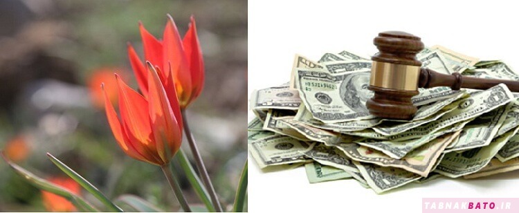 جریمه نقدی چیدن گل های «لاله» در این کشور
