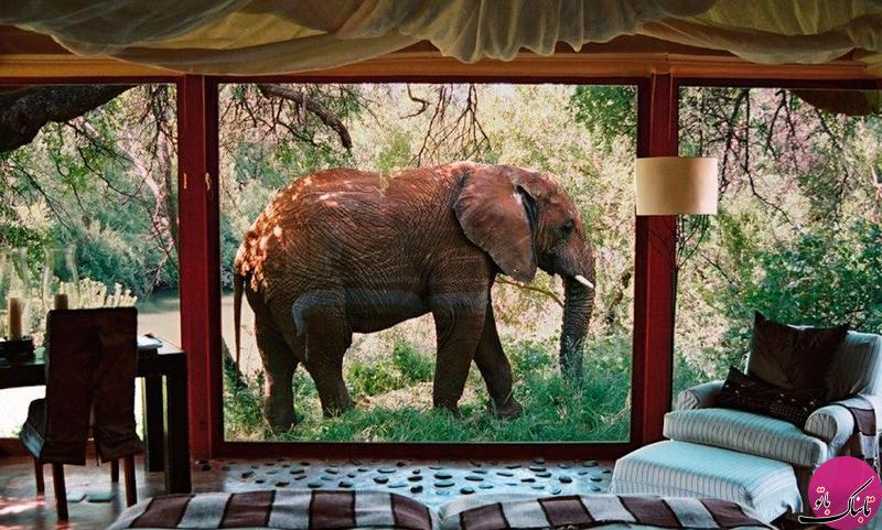 اقامت با فیل و زرافه در این هتل ها