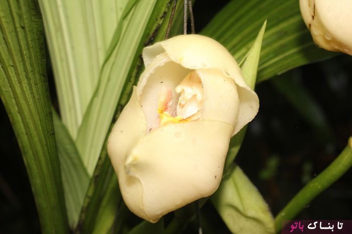 یک گل شبیه نوزاد داخل گهواره