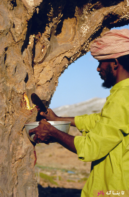 عجیب ترین درخت دنیا در یمن