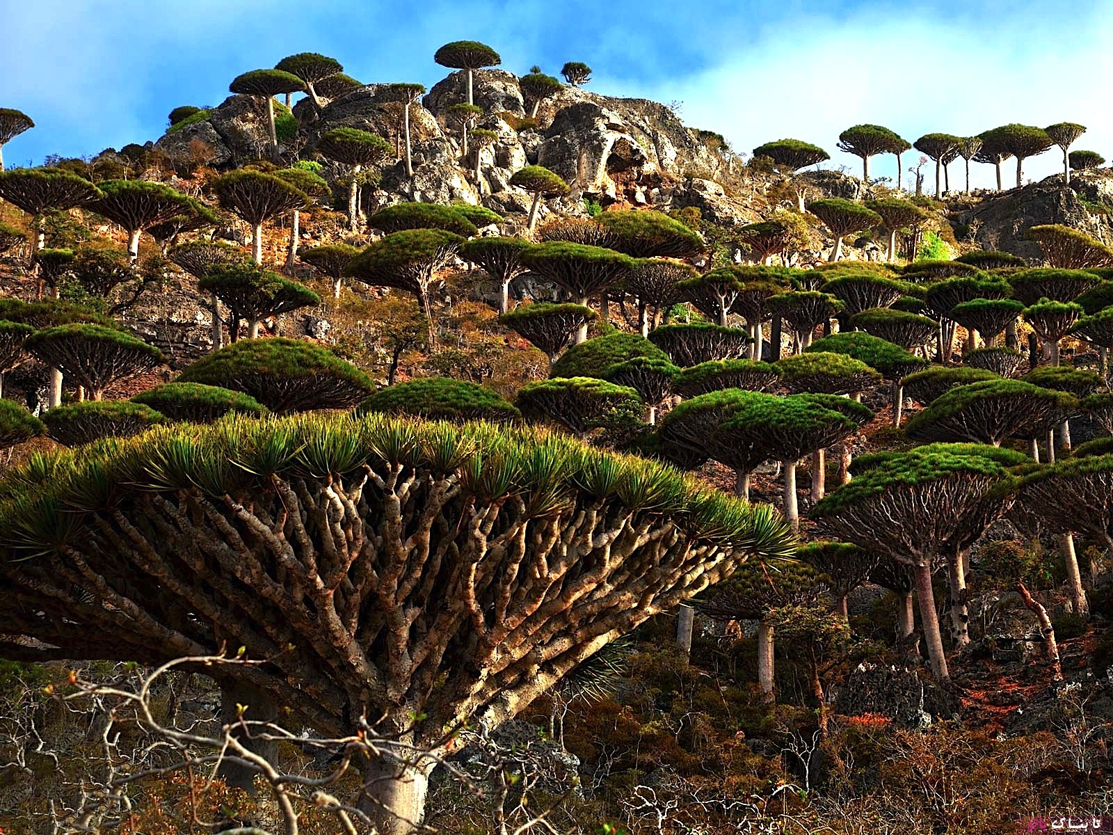 عجیب ترین درخت دنیا در یمن