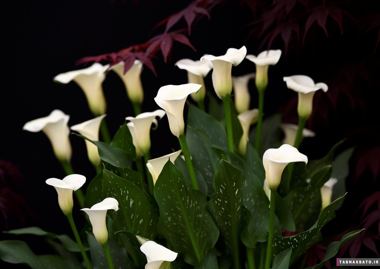 نمایشگاه گل و گیاه چلسی به روایت تصویر