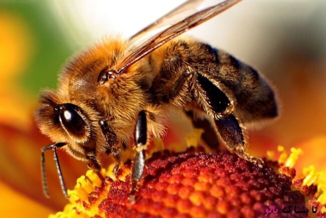 زنبورهایی که به جای شهد گل از 