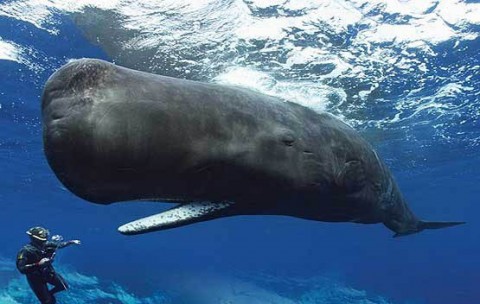 نهنگ سواری جوانان بوشهری !