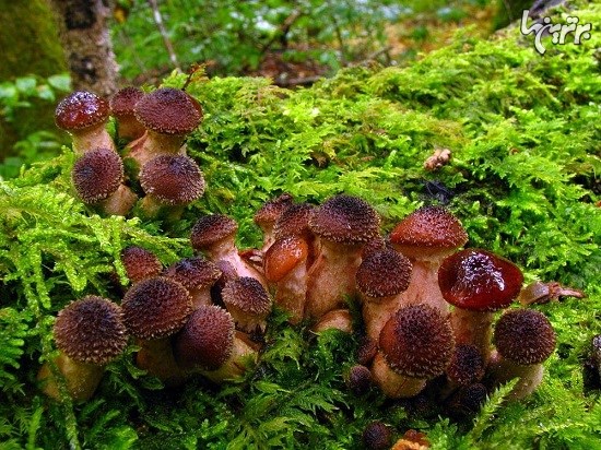 قارچ‌های هومونگوس، بزرگترین ارگانیسم زنده جهان +عکس