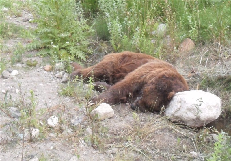 مرگ خرس قهوه‌ای با اسلحه شکاری در آمل+عکس