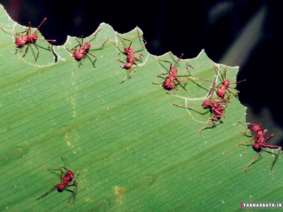 دانستنی هایی باورنکردنی از مورچه ها که شاید ترسناک باشند