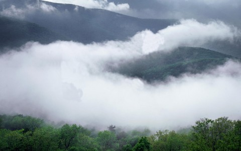 لحظه پایین آمدن « مه» به سمت جنگل