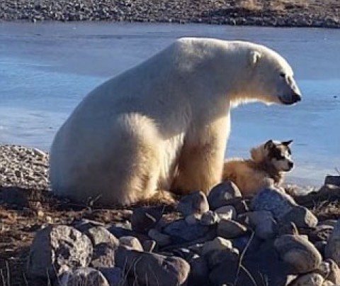 دست نوازش خرس قطبی بر سر سگ