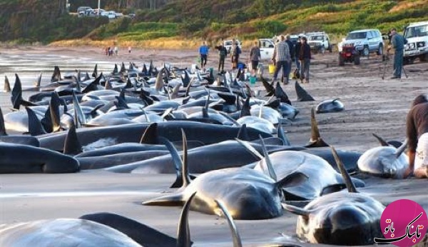 خودکشی نهنگ آبی خطر پیش روی جوانان