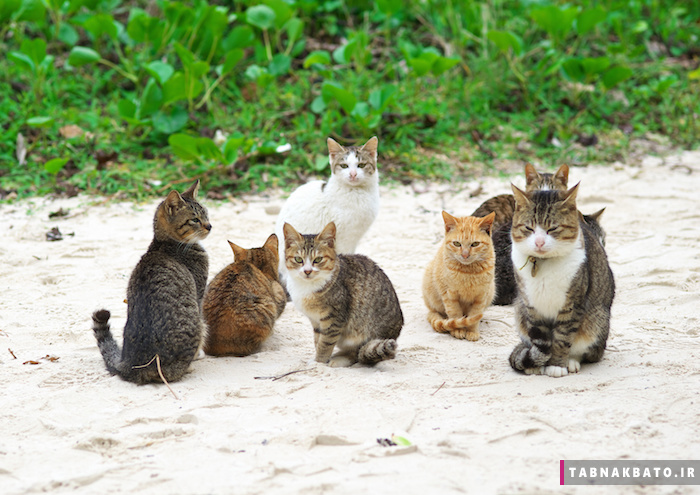 راه حل جالب ژاپنی ها برای گربه های مزاحم