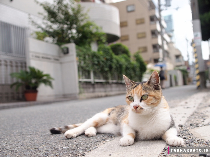 راه حل جالب ژاپنی ها برای گربه های مزاحم
