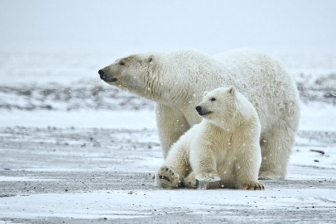 واکنش خرس قطبی پس از دیدن یخ در باغ وحش