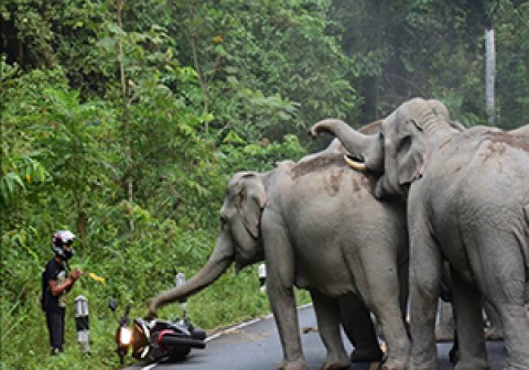 حمله فیل خشمگین به موتورسوار