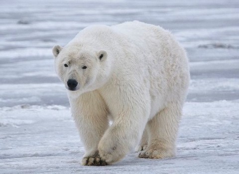 نجات جان دختر جوان از چنگال خرس های قطبی