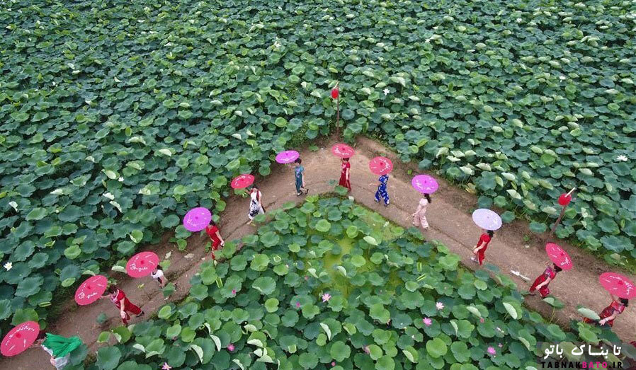 ساخت بارکد غول پیکر از درختان در دهکده ای در چین