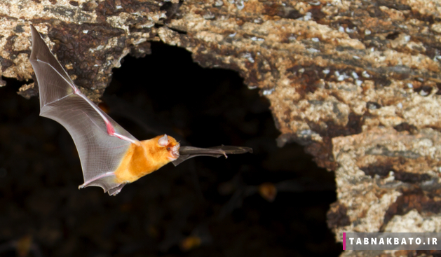چرا خفاش ها در غارهای سرد زندگی می کنند؟
