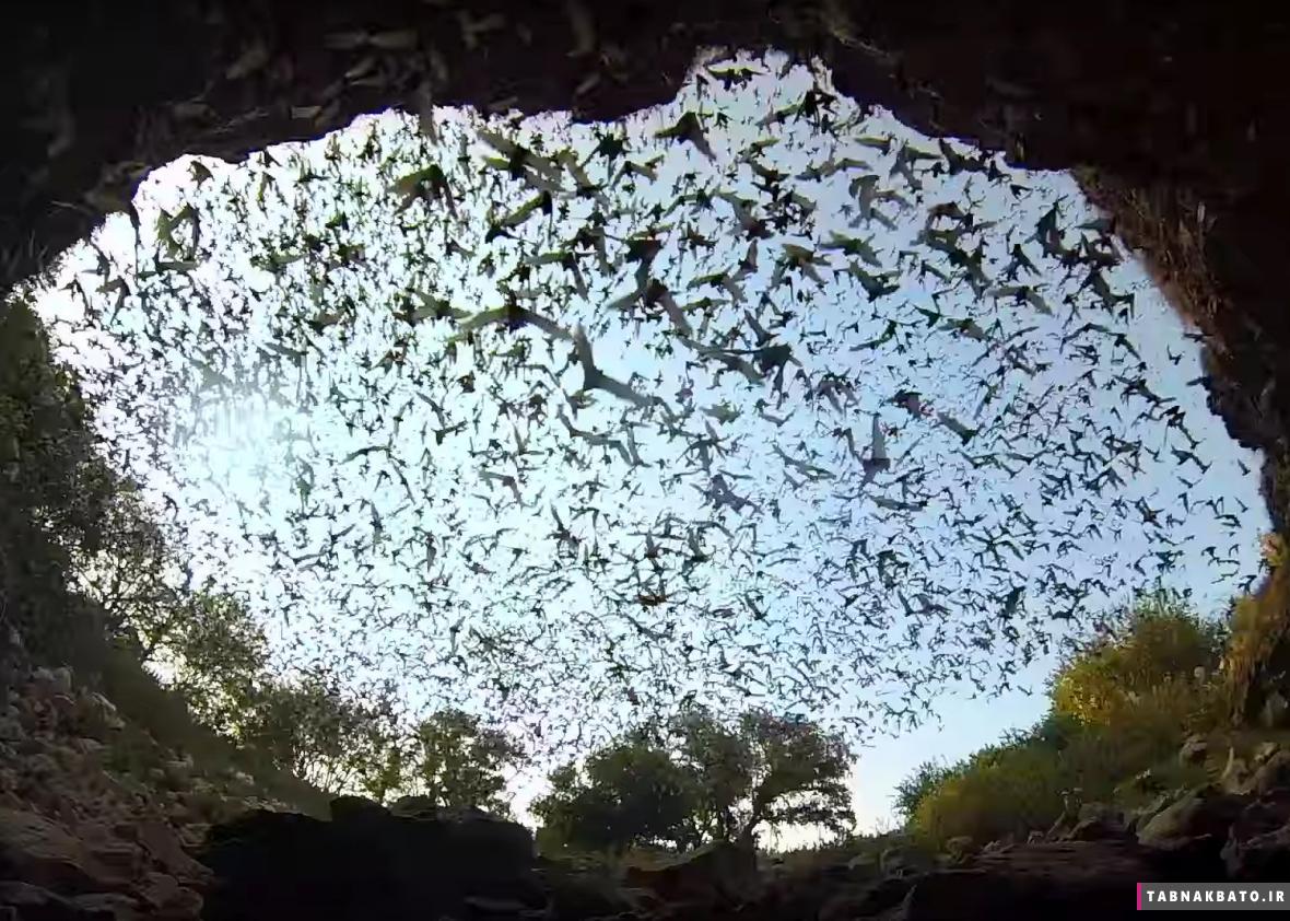 چرا خفاش ها در غارهای سرد زندگی می کنند؟