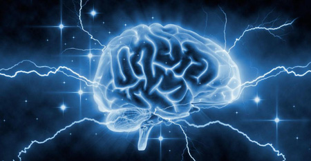 آیا مغزهای بزرگتر باهوش ترند؟