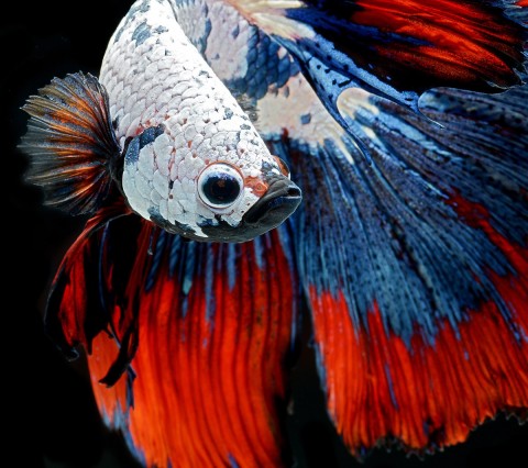 زیباترین و عجیب ترین ماهی های دنیا