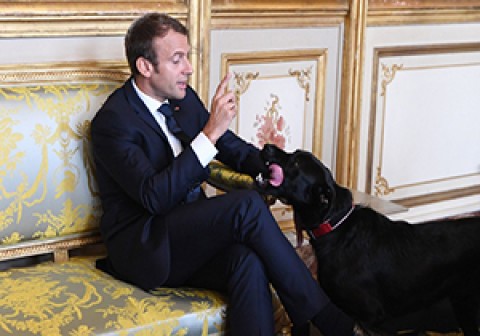 خرابکاری سگ رئیس جمهور فرانسه حین جلسه رسمی!