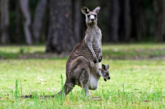 حیوانات کمیاب در استرالیا