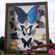 پرواز پروانه‌های غول‌پیکر در خیابان‌های فرانسه