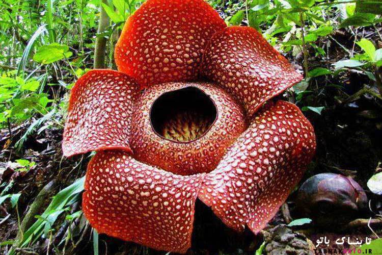 کشف گونه‌ی جدیدی از گیاه «رافلزیا» (Rafflesia) در اندونزی